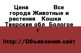 Zolton › Цена ­ 30 000 - Все города Животные и растения » Кошки   . Тверская обл.,Бологое г.